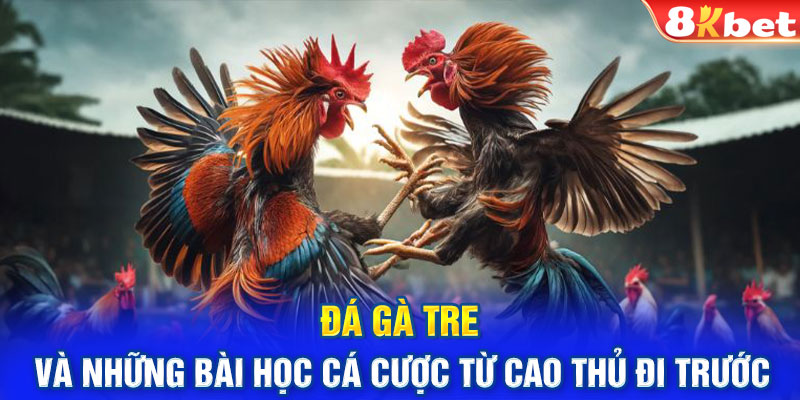 Đá Gà Tre Và Những Bài Học Cá Cược Từ Cao Thủ Đi Trước