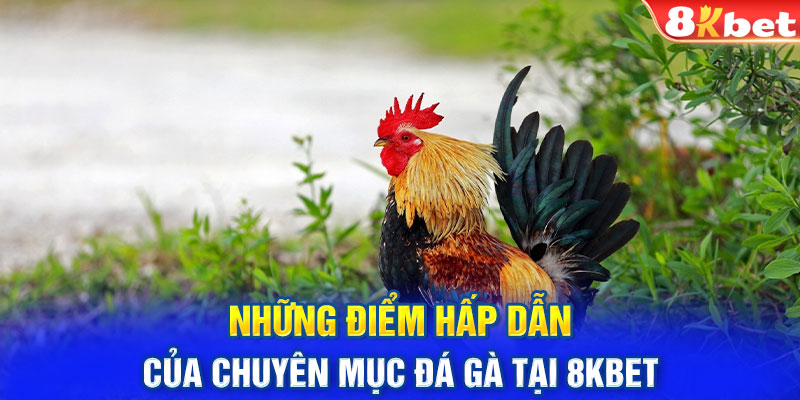 Những điểm hấp dẫn của chuyên mục đá gà tại 8KBET